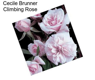Cecile Brunner Climbing Rose