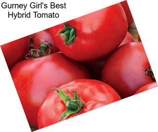 Gurney Girl\'s Best Hybrid Tomato