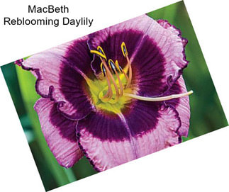 MacBeth Reblooming Daylily