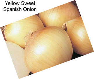 Yellow Sweet Spanish Onion