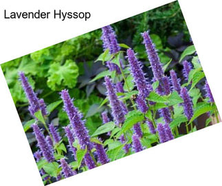 Lavender Hyssop