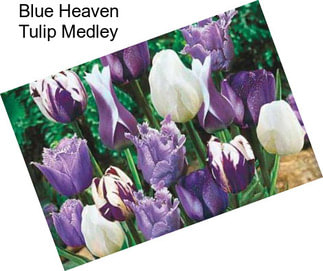 Blue Heaven Tulip Medley