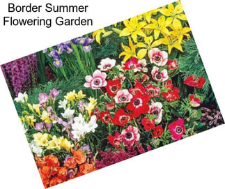 Border Summer Flowering Garden