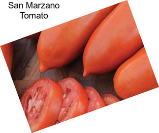 San Marzano Tomato