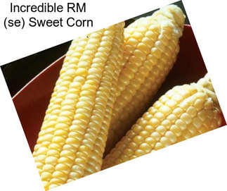 Incredible RM (se) Sweet Corn