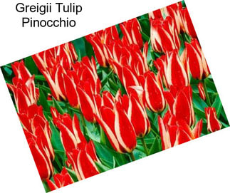 Greigii Tulip Pinocchio