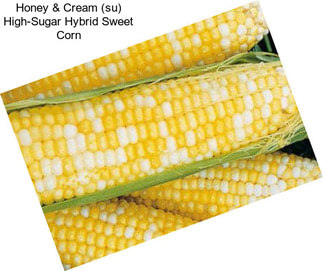 Honey & Cream (su) High-Sugar Hybrid Sweet Corn