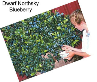 Dwarf Northsky Blueberry