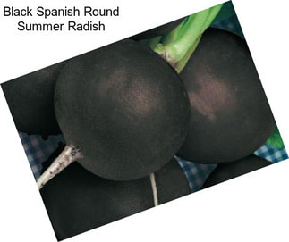 Black Spanish Round Summer Radish