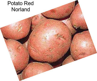 Potato Red Norland