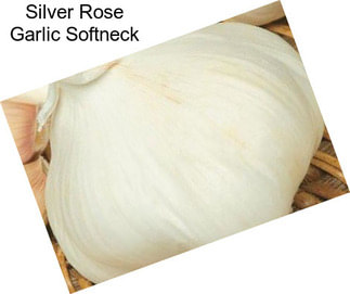 Silver Rose Garlic Softneck