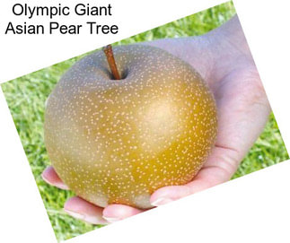 Olympic Giant Asian Pear Tree