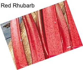 Red Rhubarb