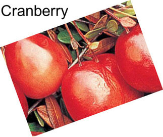 Cranberry