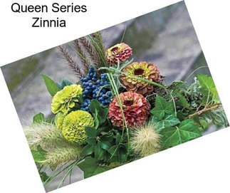 Queen Series Zinnia