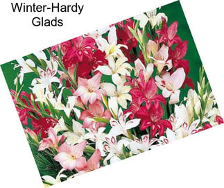 Winter-Hardy Glads