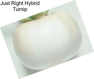 Just Right Hybrid Turnip