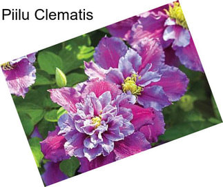 Piilu Clematis