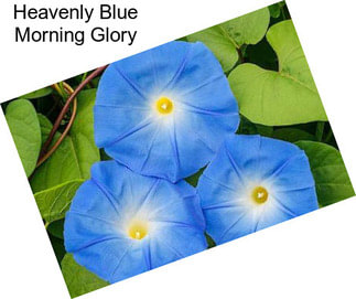 Heavenly Blue Morning Glory