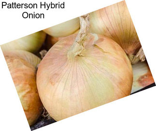 Patterson Hybrid Onion