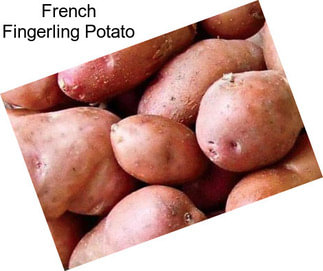 French Fingerling Potato