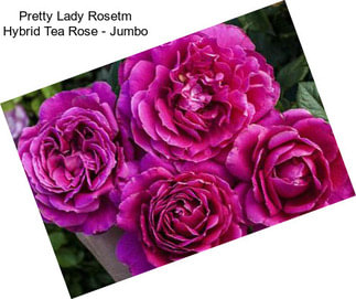 Pretty Lady Rosetm Hybrid Tea Rose - Jumbo