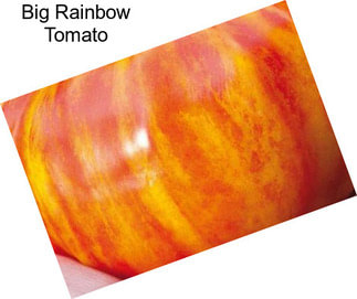 Big Rainbow Tomato