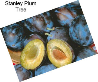 Stanley Plum Tree