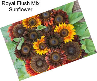 Royal Flush Mix Sunflower