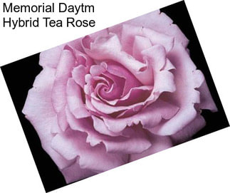 Memorial Daytm Hybrid Tea Rose