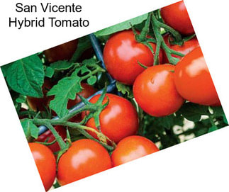 San Vicente Hybrid Tomato