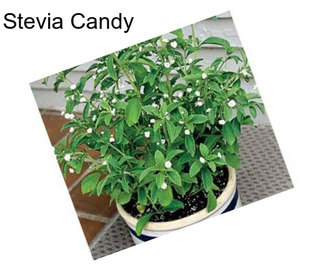 Stevia Candy