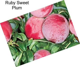 Ruby Sweet Plum