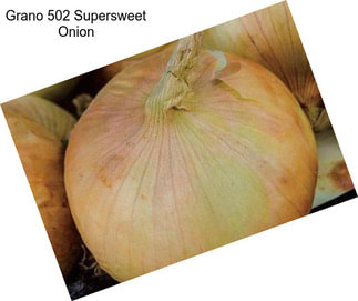Grano 502 Supersweet Onion
