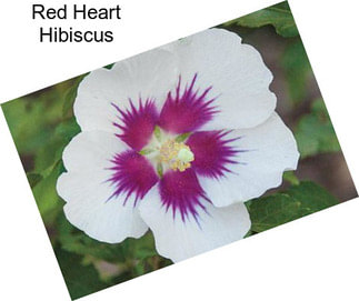 Red Heart Hibiscus