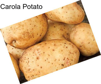 Carola Potato