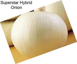 Superstar Hybrid Onion