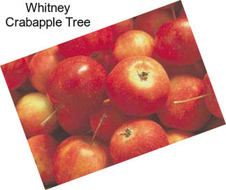 Whitney Crabapple Tree