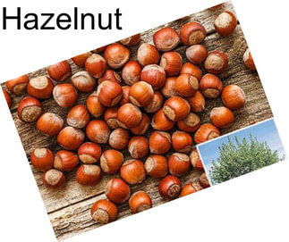 Hazelnut