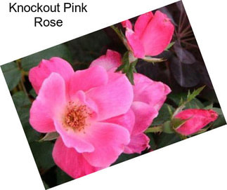Knockout Pink Rose