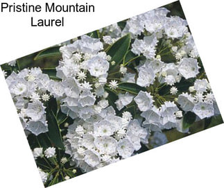 Pristine Mountain Laurel