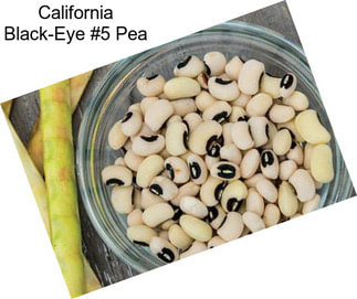 California Black-Eye #5 Pea