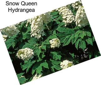 Snow Queen Hydrangea