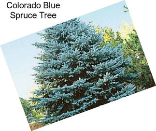 Colorado Blue Spruce Tree