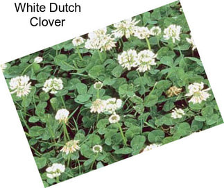 White Dutch Clover