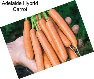 Adelaide Hybrid Carrot