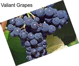 Valiant Grapes