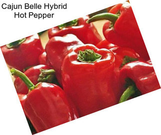 Cajun Belle Hybrid Hot Pepper