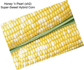 Honey \'n Pearl (sh2) Super-Sweet Hybrid Corn