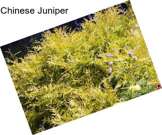 Chinese Juniper